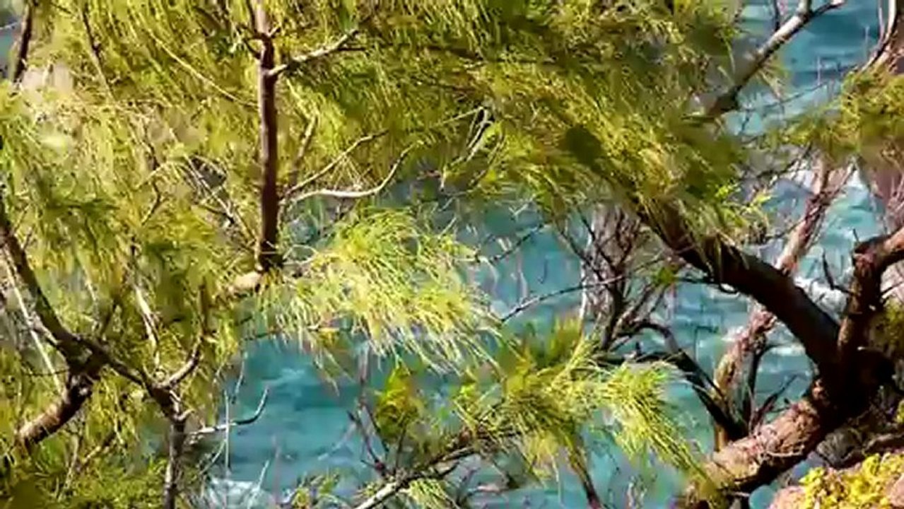 Haifa   Mamo - Maloya Rai