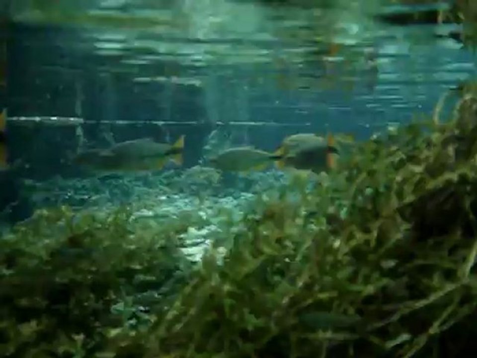 Mergulho Show