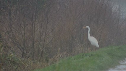 Grande aigrette à la Chartre sur le Loir