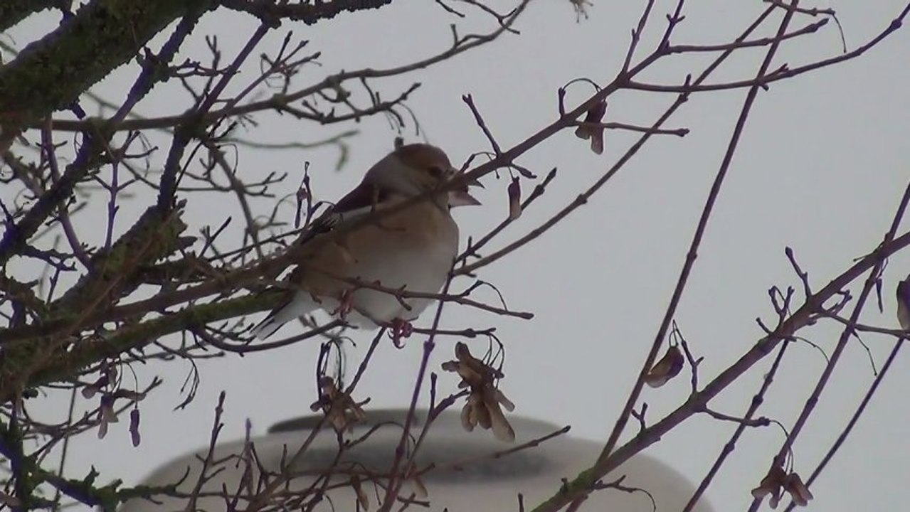 L'hiver au centre Gériatrique des Capucins