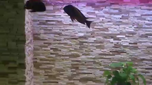 F0 ilangi yellow show boy