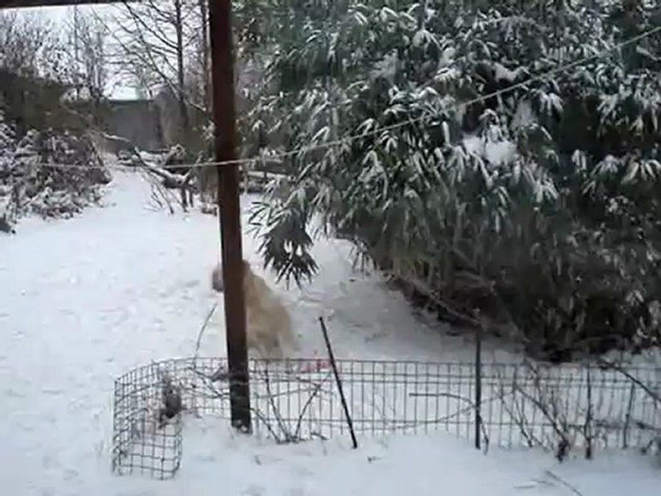 carla muse chance à la neige