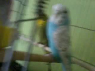 çiftim [Batuhan Sevinç]