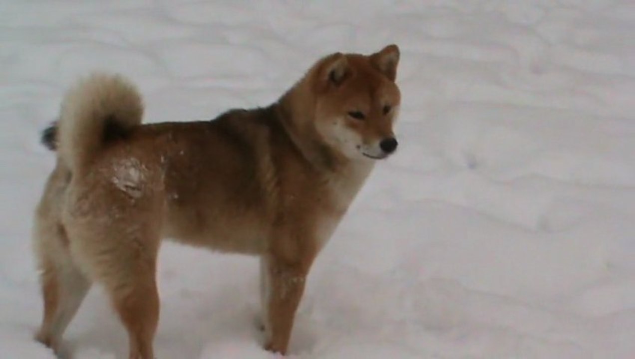 Shiba et Labrador chocolat dans la neige
