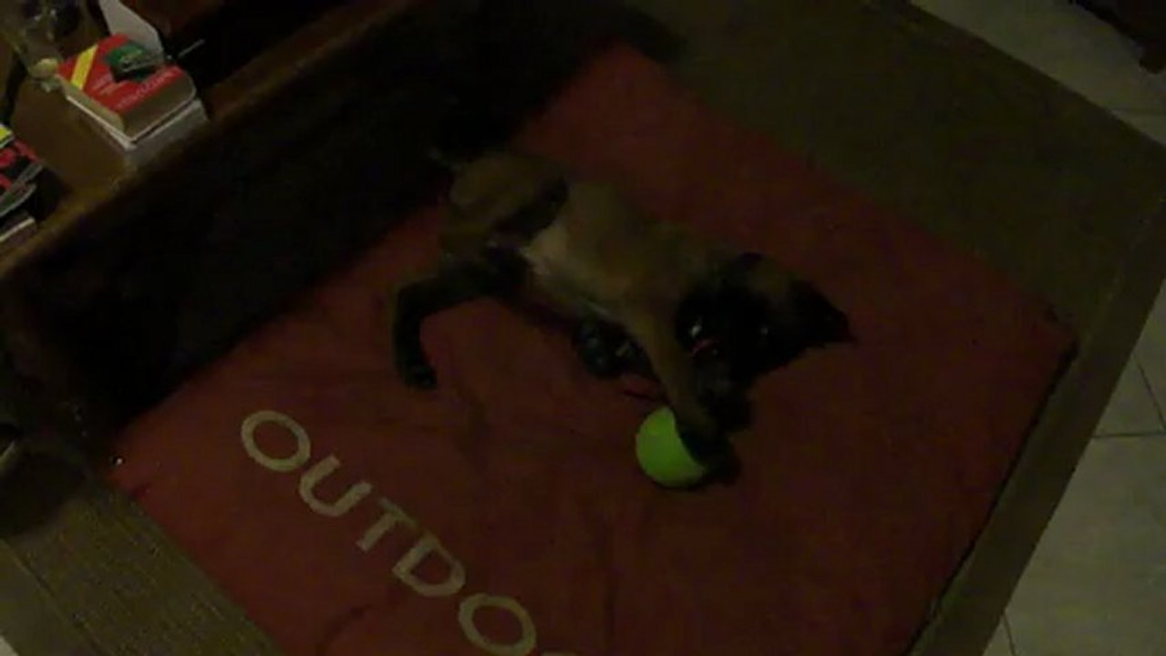Hellboy malinoisq male 9 semaines