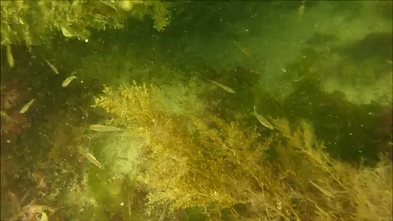 2012 - Pêche en apnée dans le Cotentin