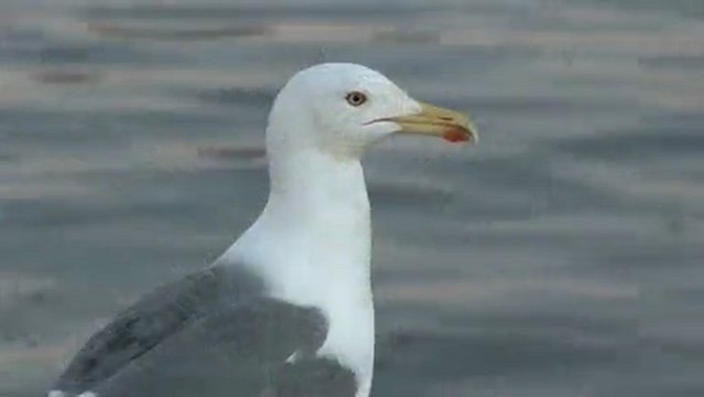 Riad Goéland à Essaouira, Maroc (HD)