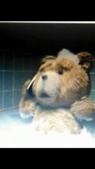 Parodia TED