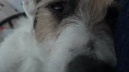 A Busy Day With SnOOpy • Une Journée avec SnOOpy :o)