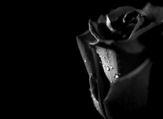 hastane önünde incir ağacı _ hüseyin turan