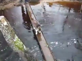 Kibar Kedi Suya Basmadan Köprüden Geçiyor