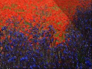 Nature que de beauté tu nous offre