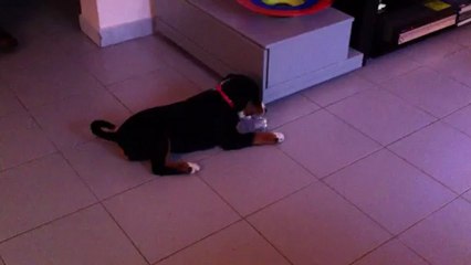 Houba Bouvier d'Appenzell et la bouteille