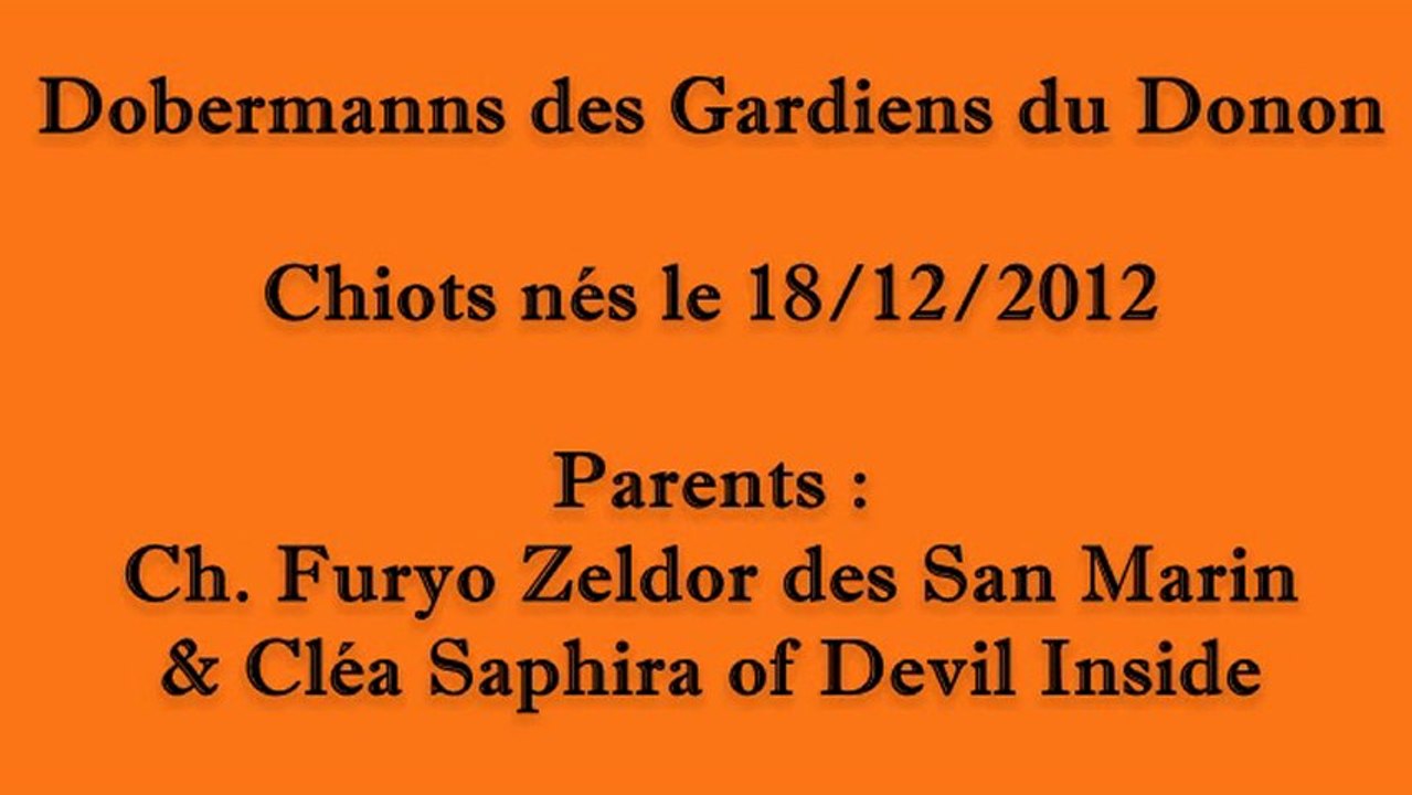 3eme Semaine CHIOTS 2012