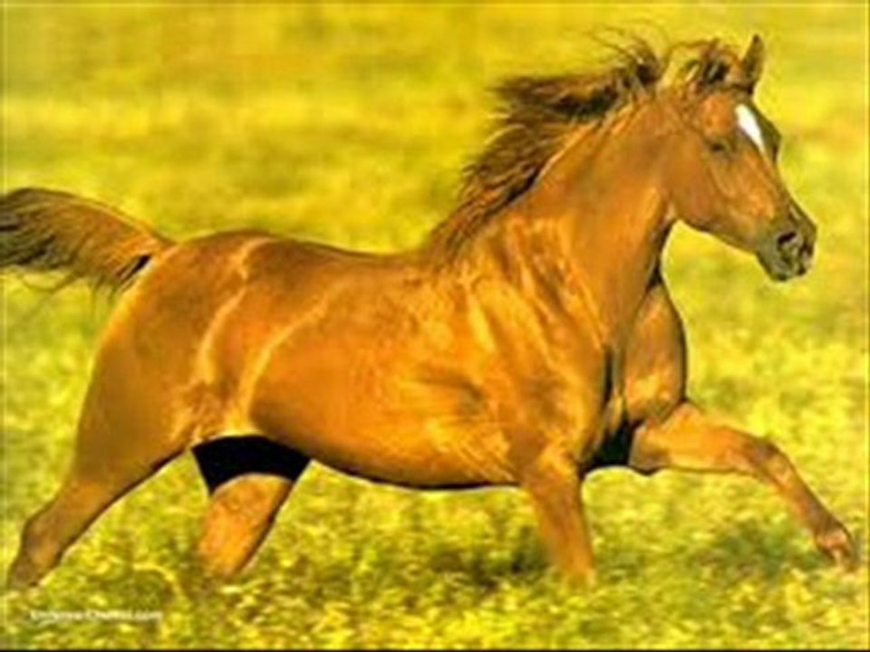 J'avais un petit cheval