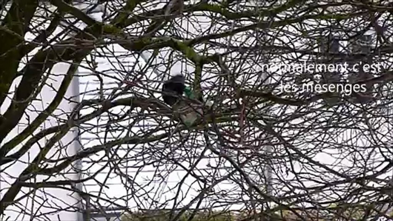 pensez a aider les oiseaux l'hiver