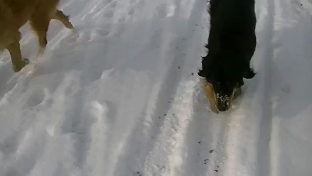 Mes louloutes dans la neige