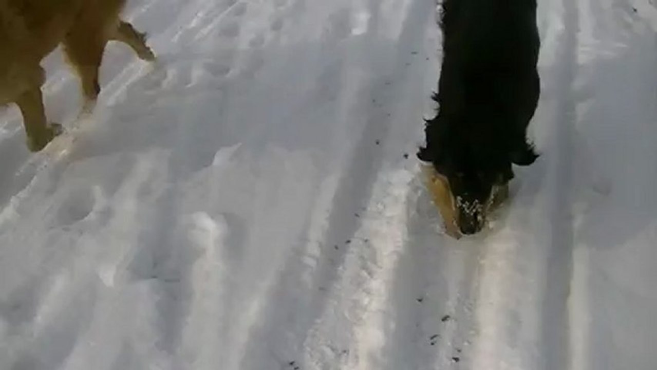 Mes louloutes dans la neige