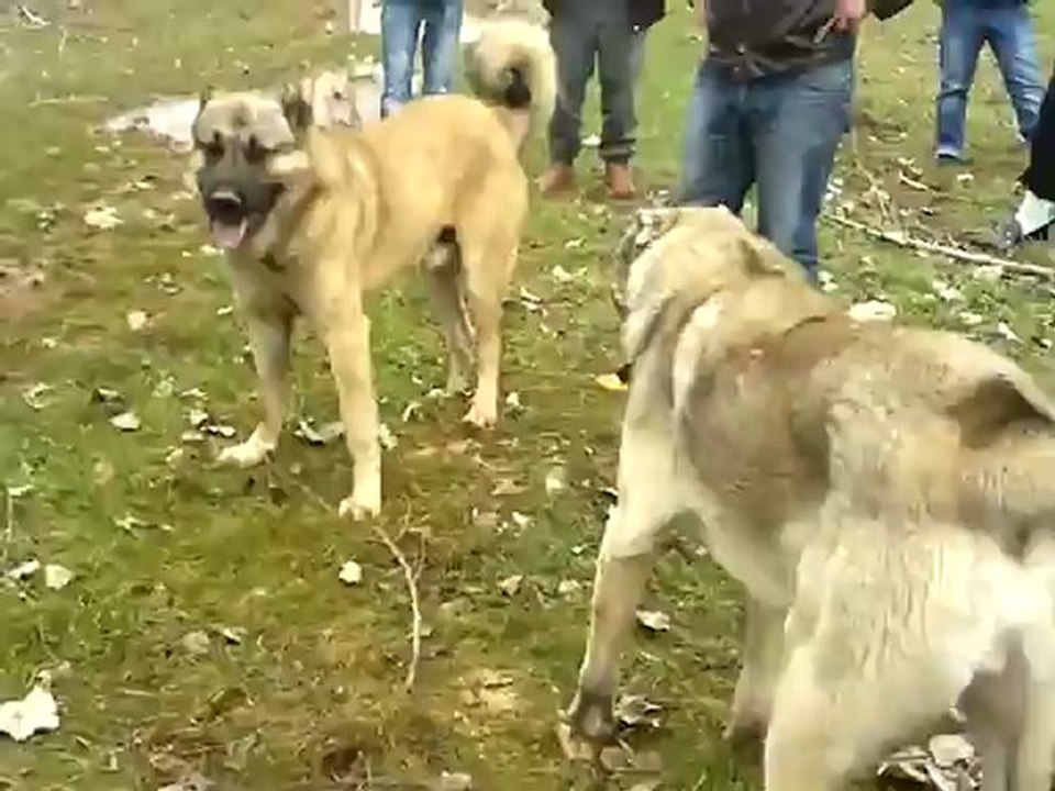 Berduş