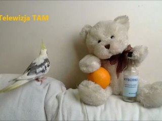 Parodia TED - Seria 4