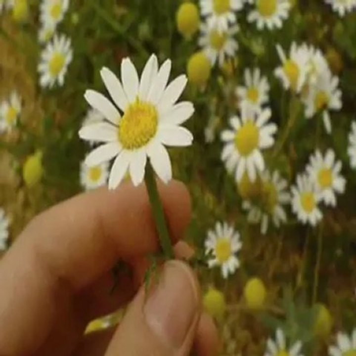 GÖNLÜMÜN CEYLANI - CEYLAN ÇOŞAN