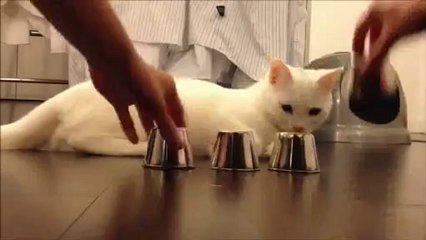 Regardez ce chat jouer au bonneteau et gagner à tous les coups