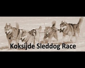 mushing koksijde sleddog race 2013