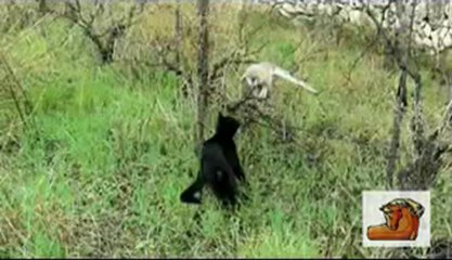 Gatto e Gufo amici per la pelle