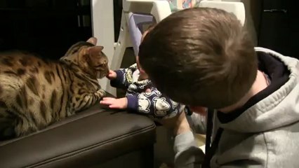Trying to play Peek a Boo with the Cat & Baby Linus Cat Tips