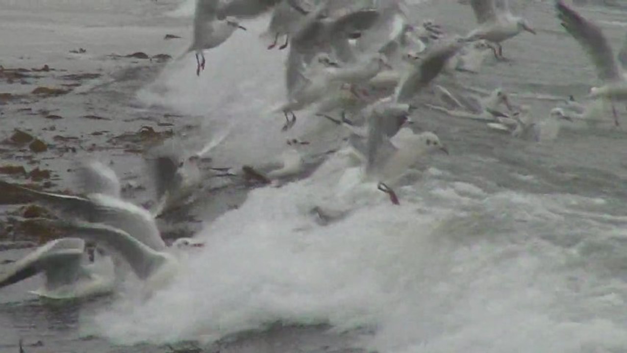 04/01/2013 Vagues Oiseaux