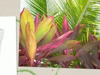 Caribbean Weddings