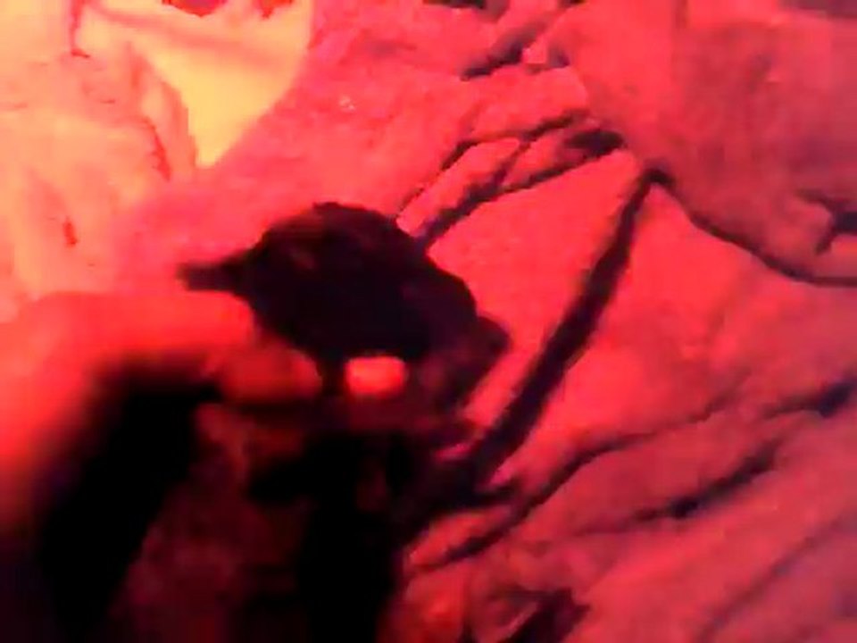 chiots flatcoated vanda du marais de la sangsuriere