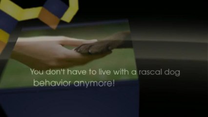 Enroll your pet in a dog training facility in Sunshine Coast | 1300 306 887