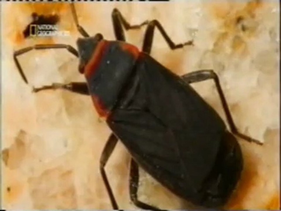 Entomologia forense: Asesinato multiple