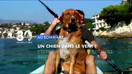 Sommaire émission 30 Millions d'Amis 26/1/2013