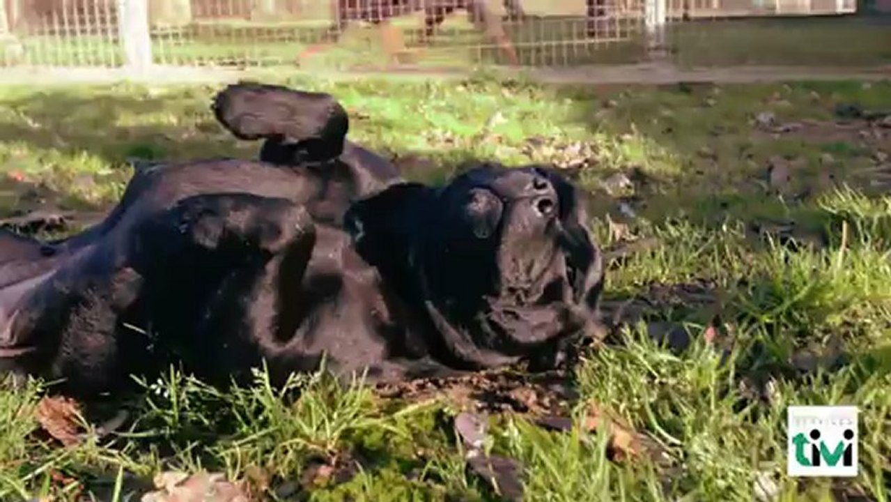 Chenil de Marly, Pension - Education - Elevage - Dressage chiens et chats à Cardroc (35), Ile et Vilaine en Bretagne