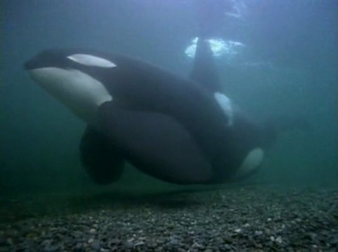 Orques, Prédateurs des Mers / National Geographic / Les 25 Plus Beaux Films