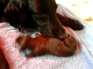 chiot flatcoated vanda du marais de la sangsuriere