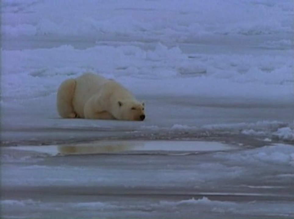 Le Royaume de L'Ours Polaire / National Geographic / Les 25 Plus Beaux Films