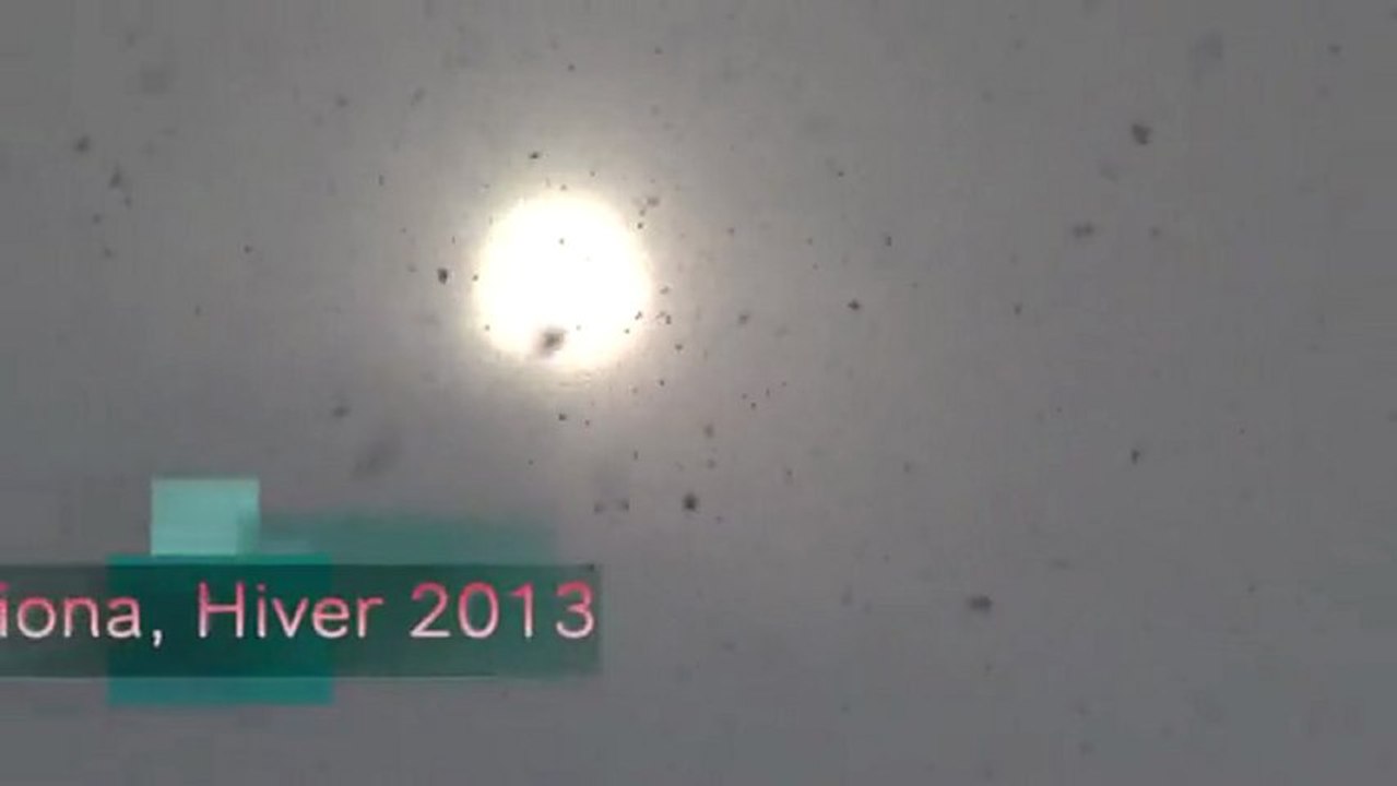 Un Boxer joue avec une grosse boule de neige