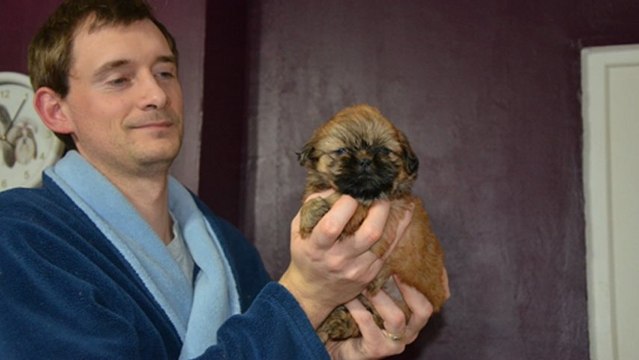 Evolution d'un chiot shih tzu de la naissance à 2 mois