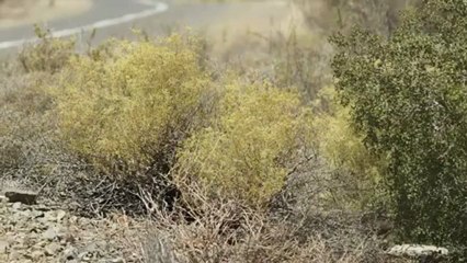 2014 Audi RS 7 Sportback revealed