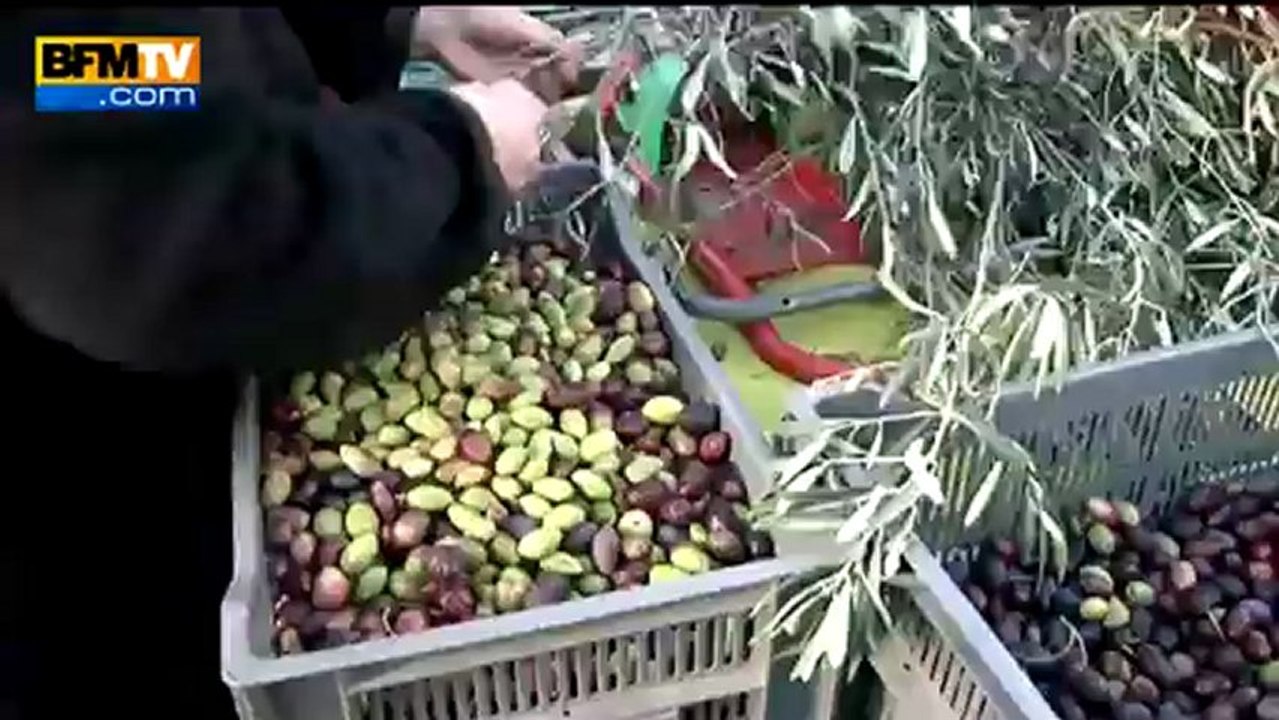 À l’affût des fruits oubliés