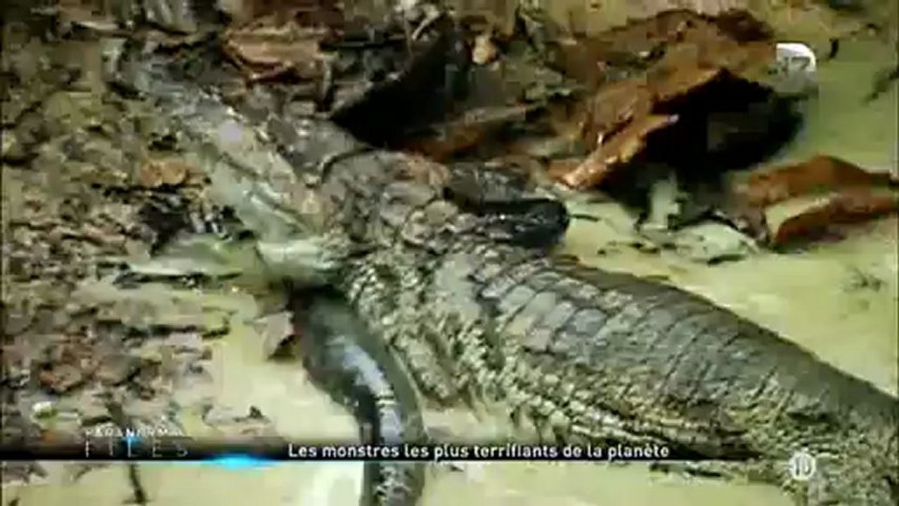 Paranormal Files - Les monstres les plus terrifiants de la planète - partie 2 de 2