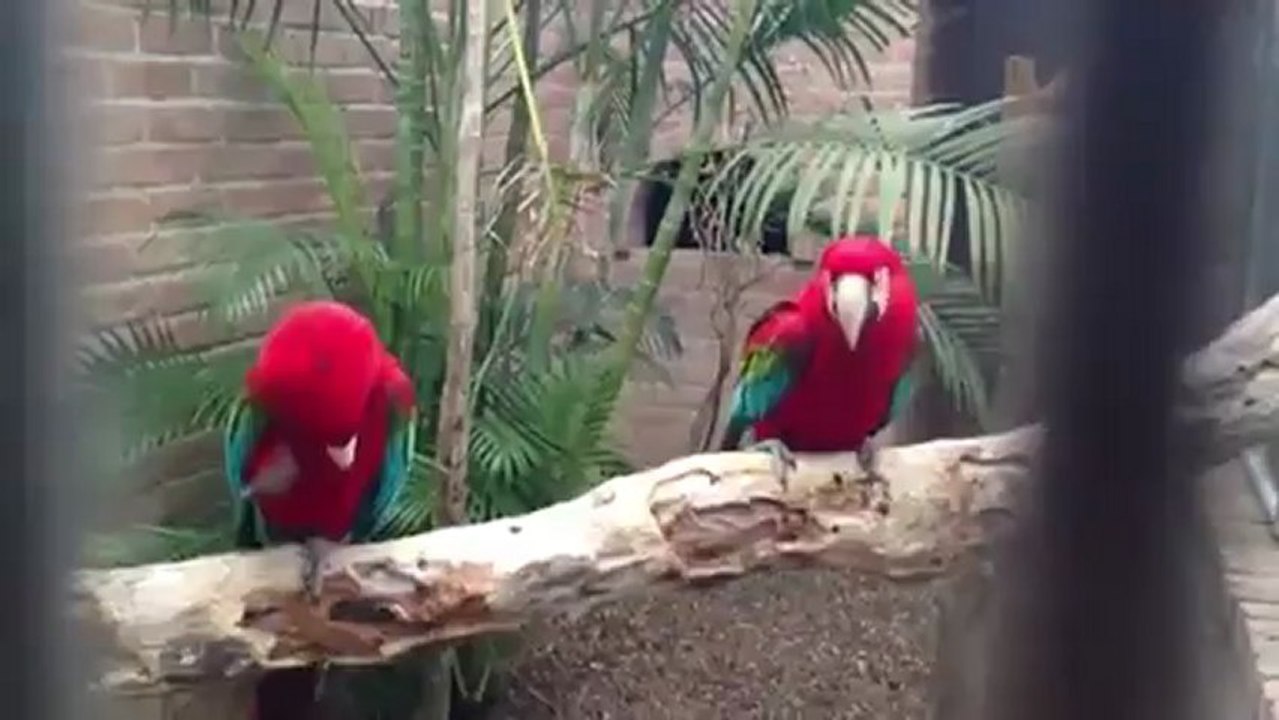 Des oiseaux aiment le Rap !