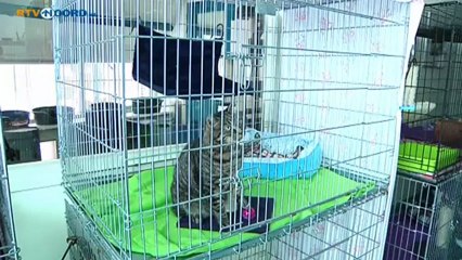 Kattenpension Lucaswolde krijgt hulp uit onverwachte hondenhoek - RTV Noord