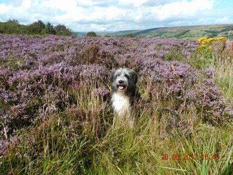 L'année 2012 de Spoty, bearded collie