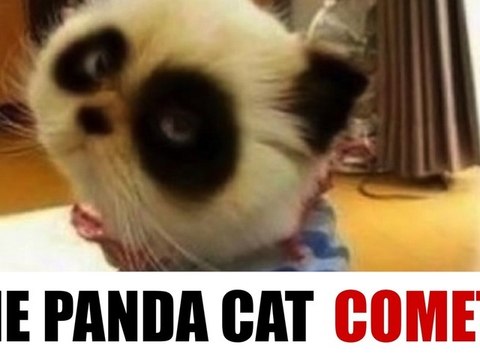 Introducing Panda Cat and Kittens Attacking Hand Shadow
