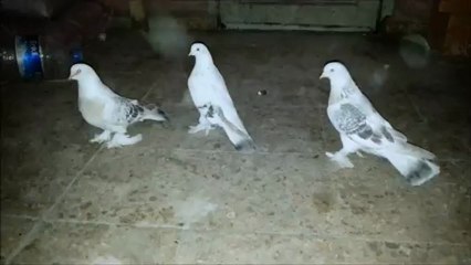 BABA MİSKİ DİŞİ KURENK  VE 4 AYLIK OLAN EŞİ