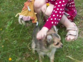 petit chiot chihuahua poil long